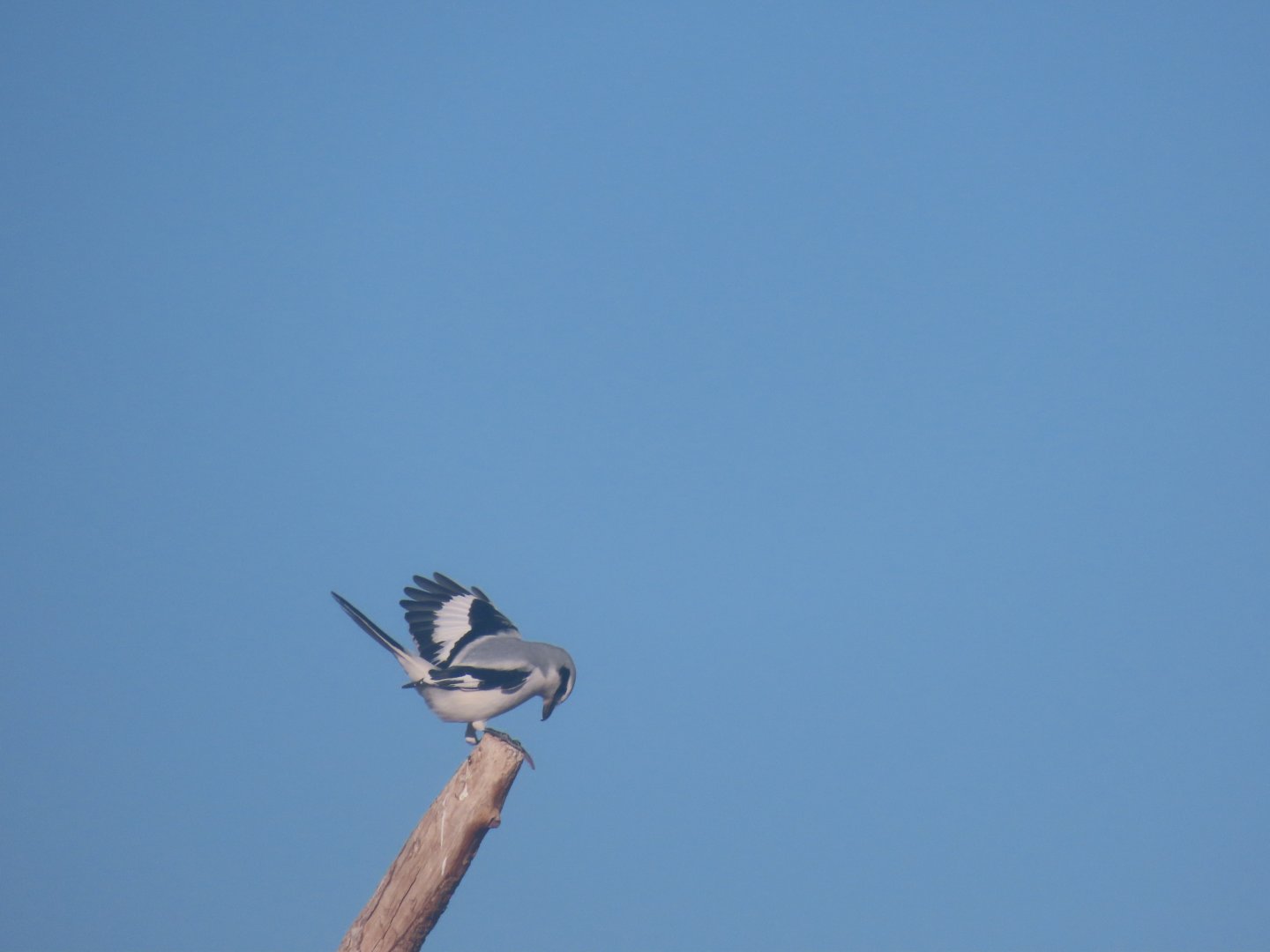 chinese grey shrike Lanius sphenocercus