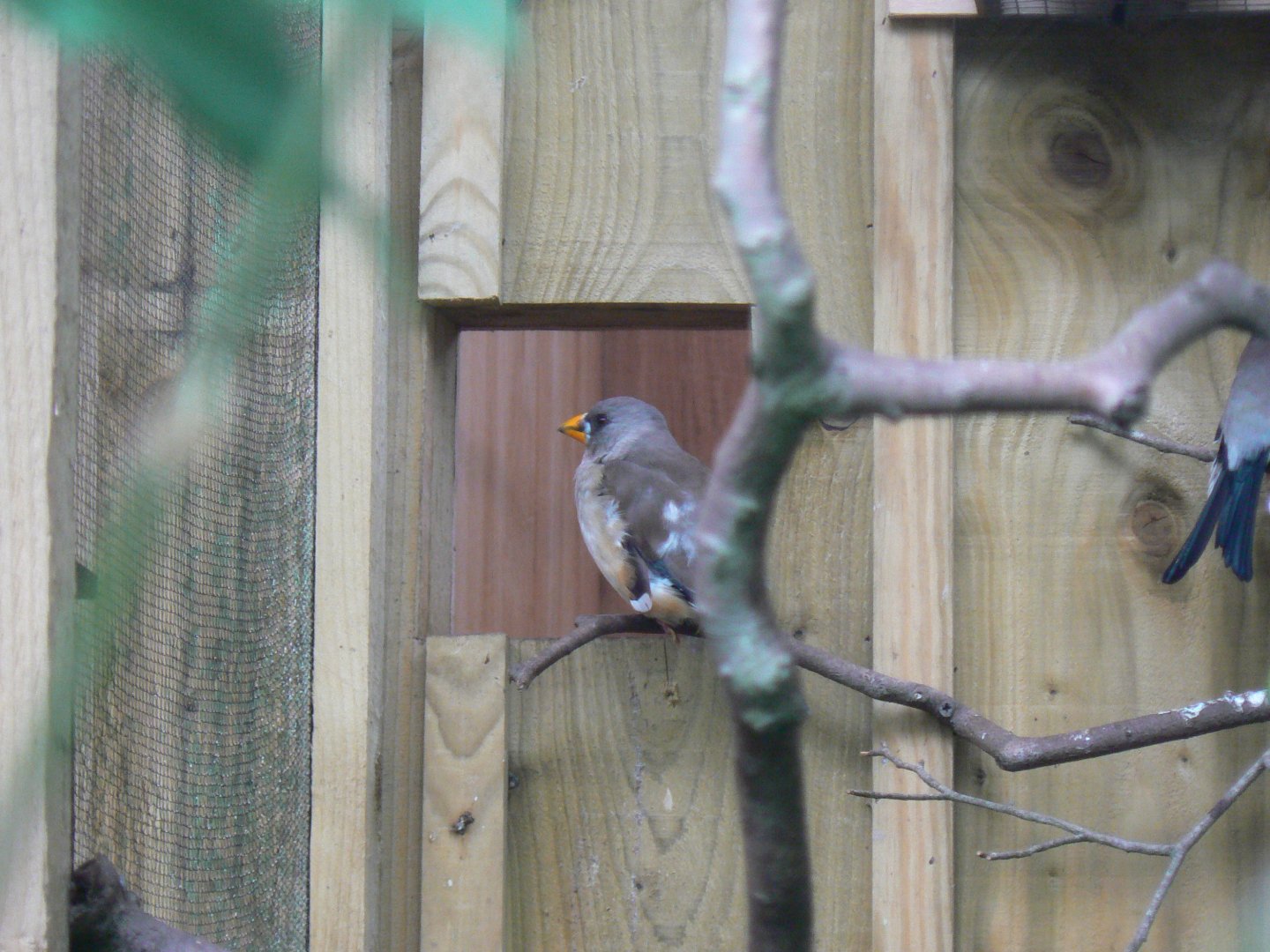 Chinese Grosbeak - 11 July 2018