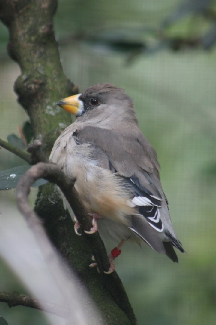 Chinese Grosbeak (Eophona migratoria) - female