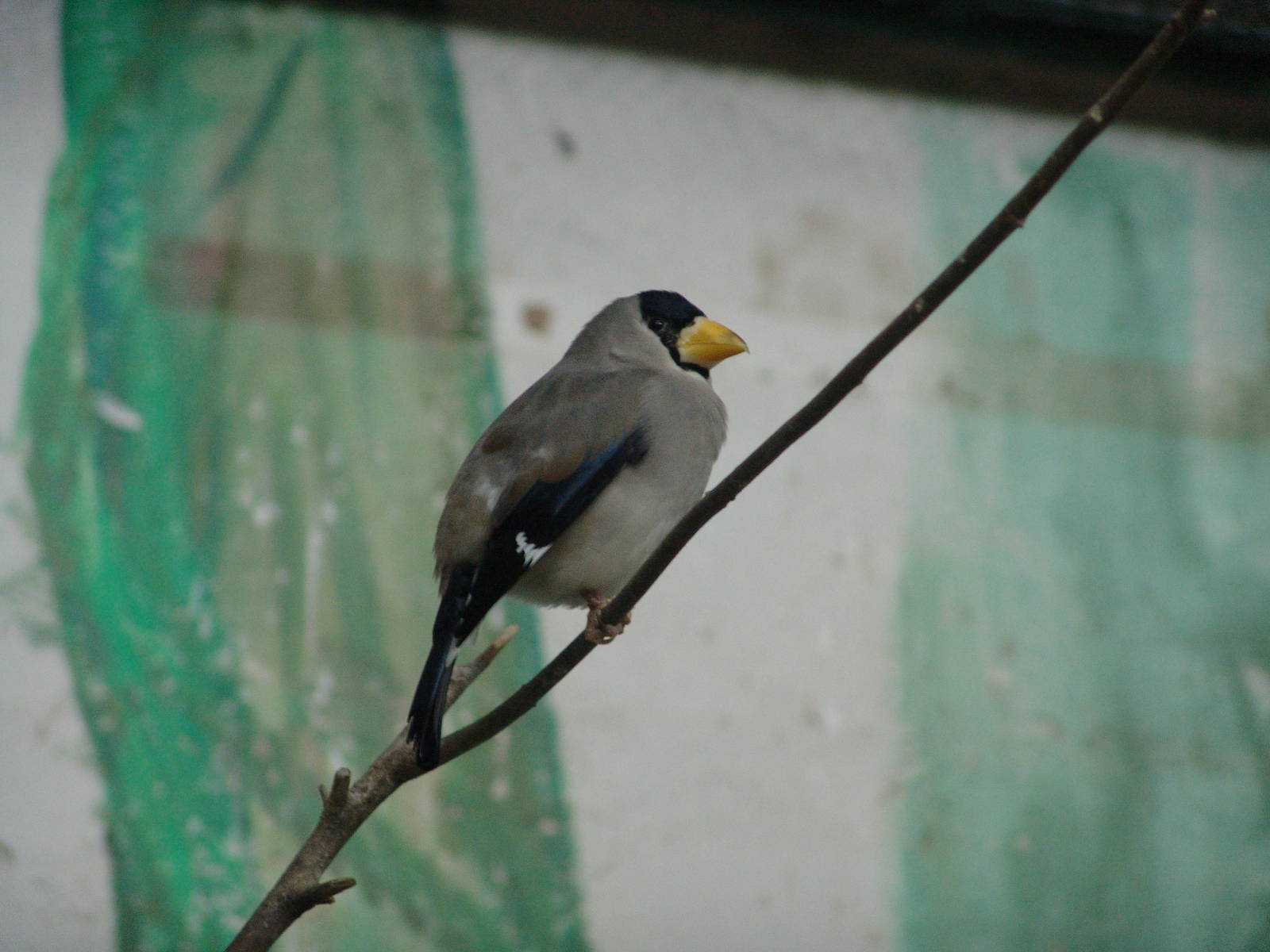 Chinese Grosbeak (Eophona migratoria) Male