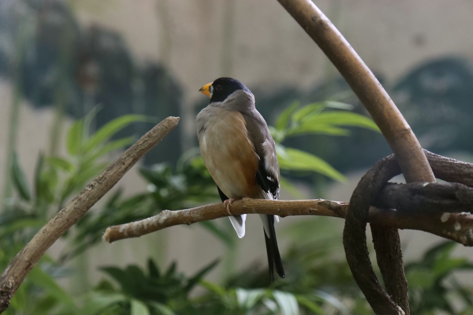 Chinese Grosbeak (Eophona migratoria)