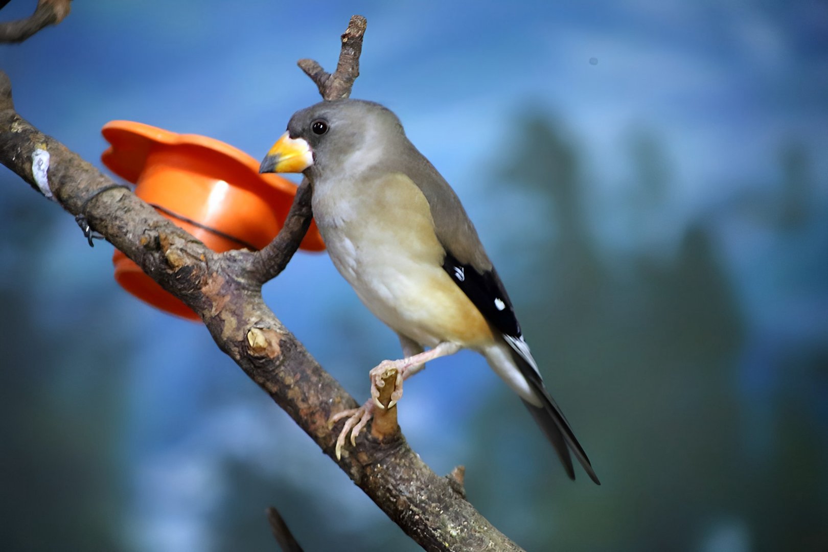 Chinese Grosbeak (Eophona migratoria)