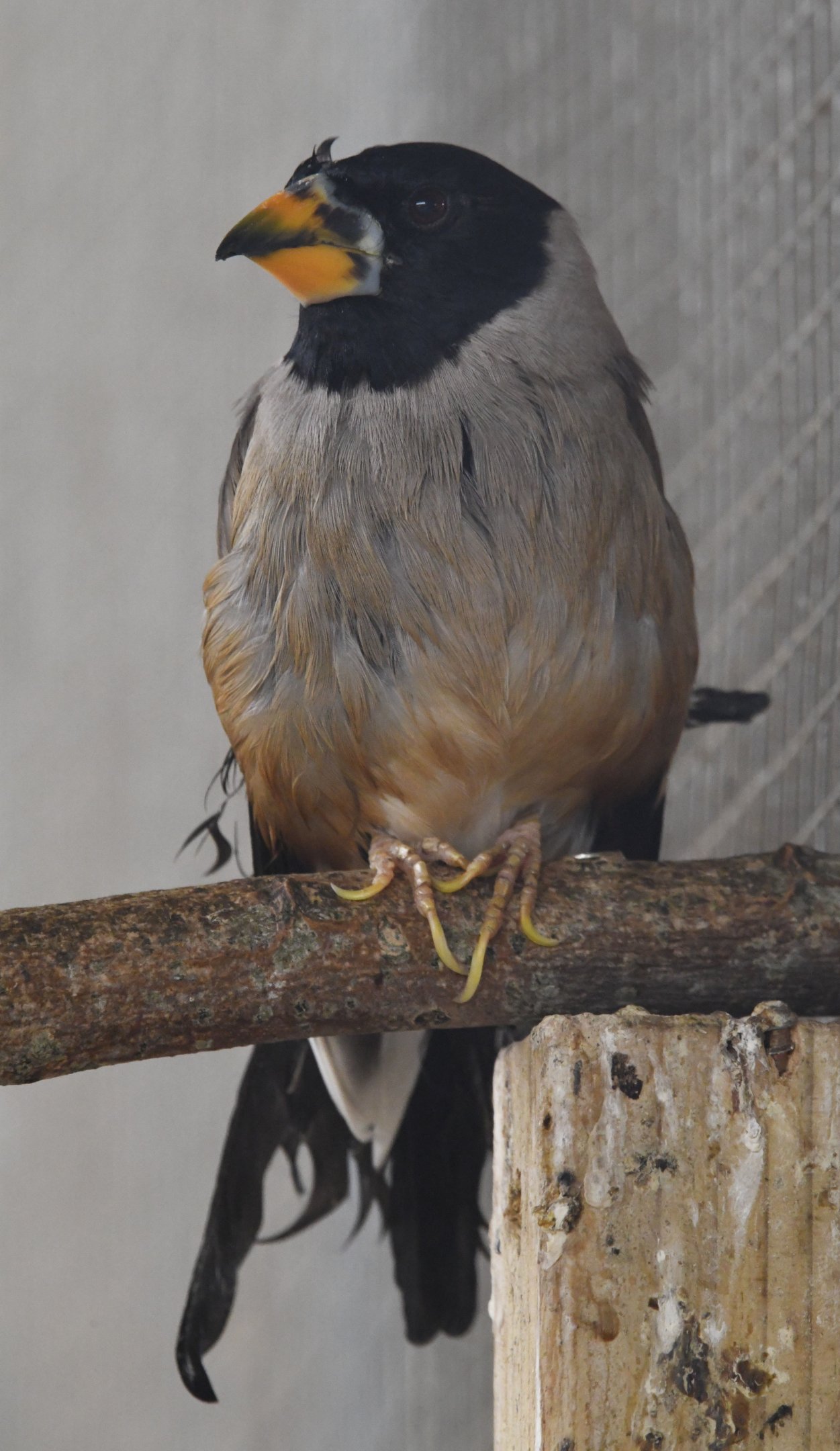 Chinese Grosbeak - Eophona migratoria