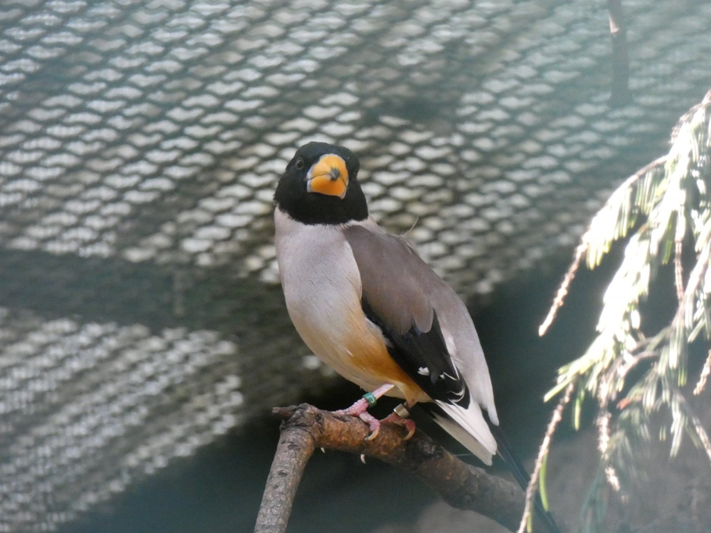 Chinese Grosbeak