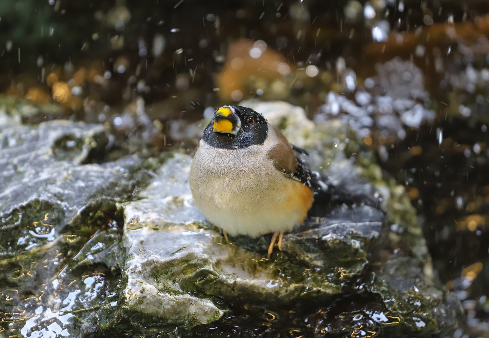 Chinese grosbeak