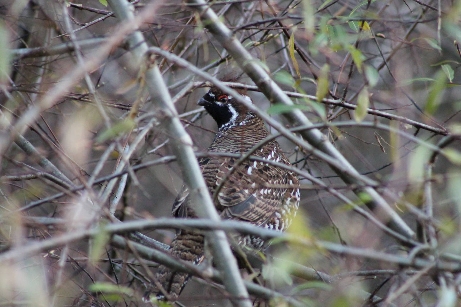 Chinese grouse (Tetrastes sewerzowi)