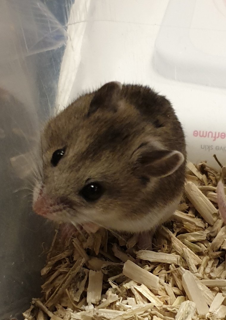 Chinese hamster - Cricetulus griseus