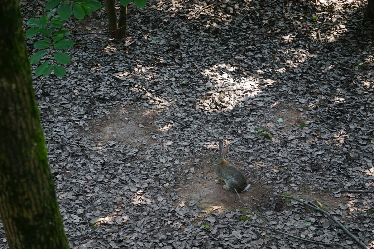 Chinese hare enclosure