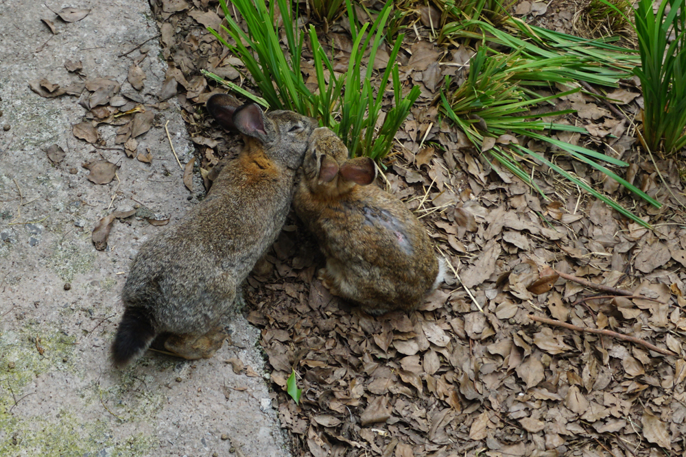 Chinese hare (Lepus sinensis)