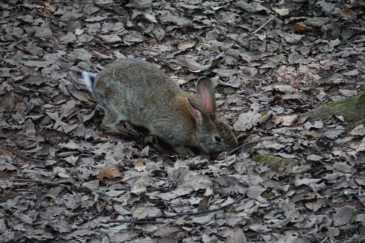 Chinese hare (Lepus sinensis)