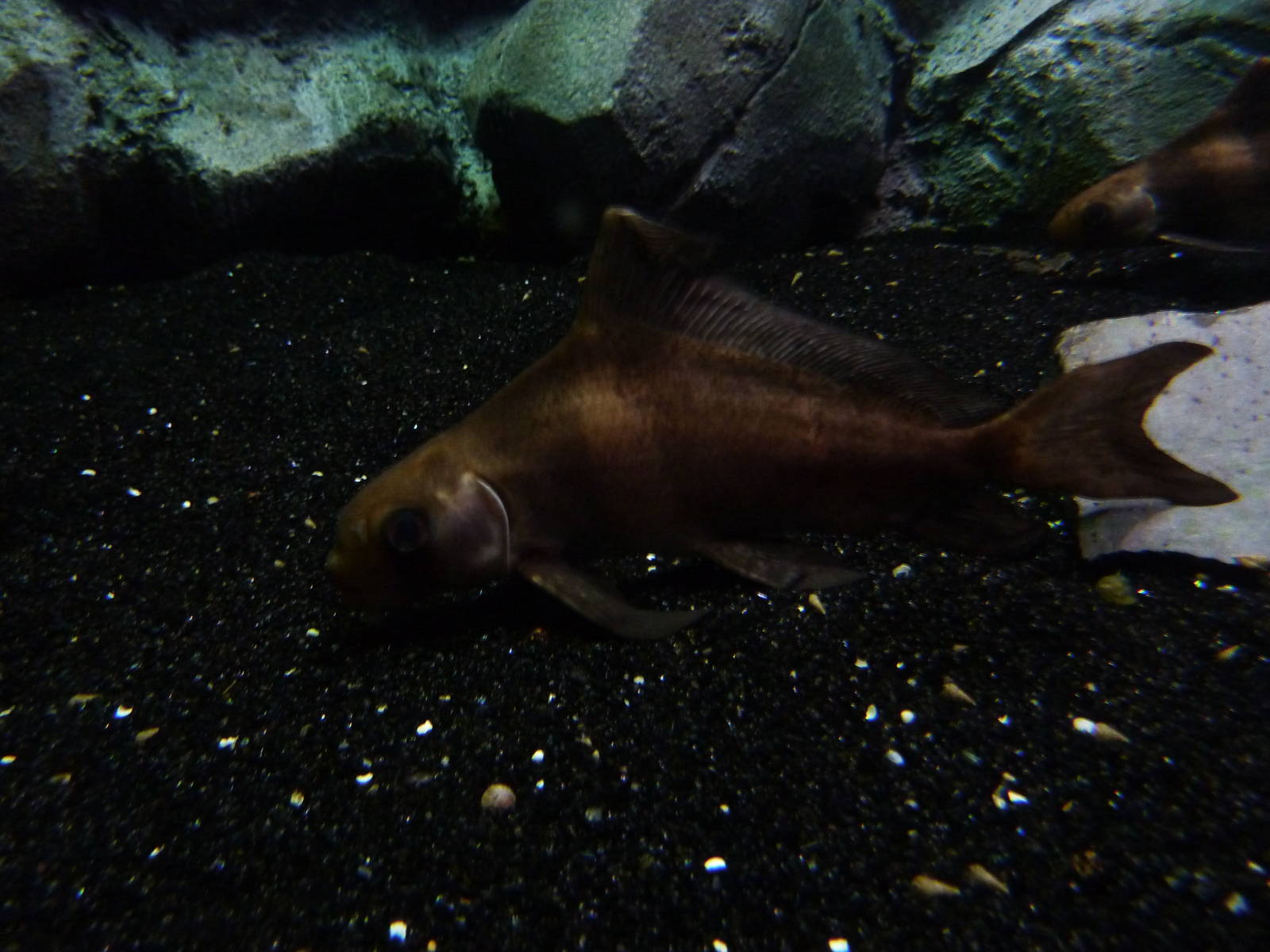 Chinese high fin banded shark, 10th April 2012