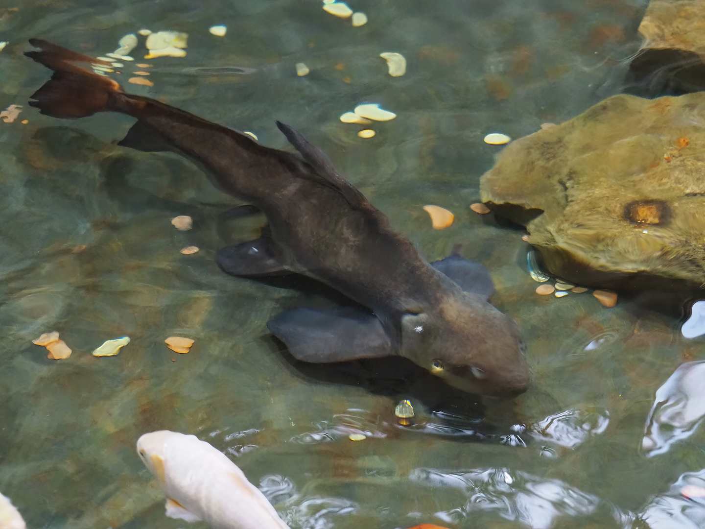 Chinese high-fin banded shark (Myxocyprinus asiaticus), 2023-07-22