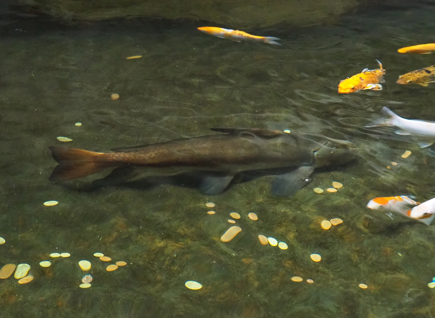 Chinese high-fin banded shark (Myxocyprinus asiaticus), 2024-02-17