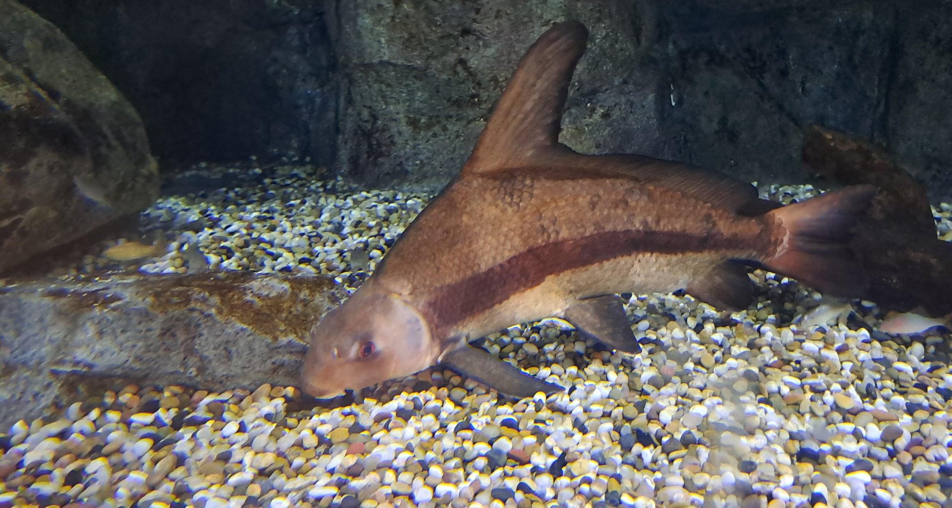Chinese High-fin Banded Shark (Myxocyprinus asiaticus)