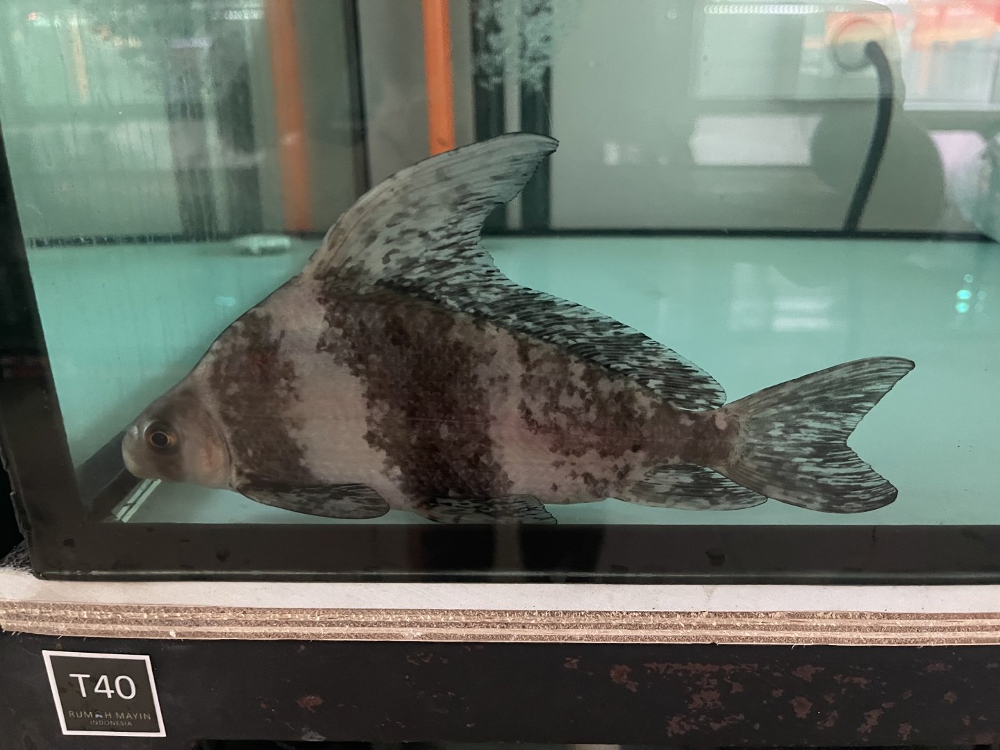 chinese high-fin banded shark (myxocyprinus asiaticus)