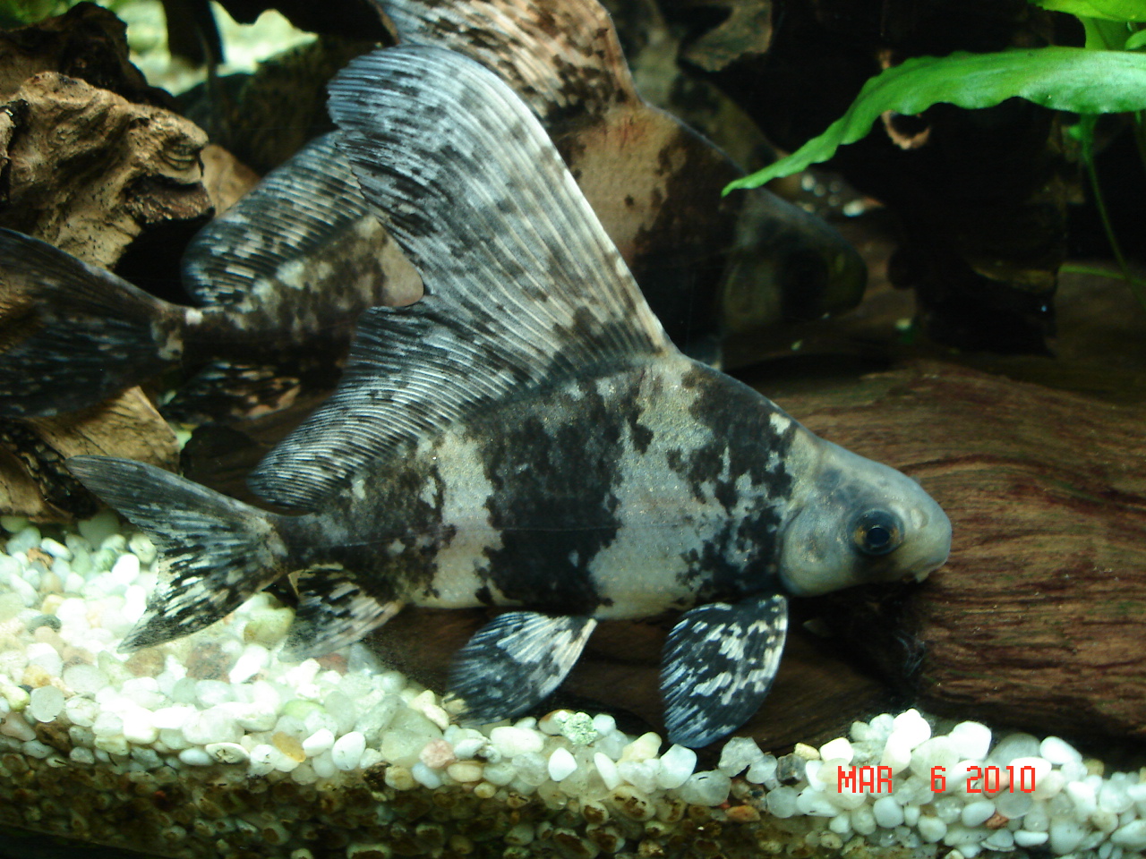 Chinese high fin banded shark
