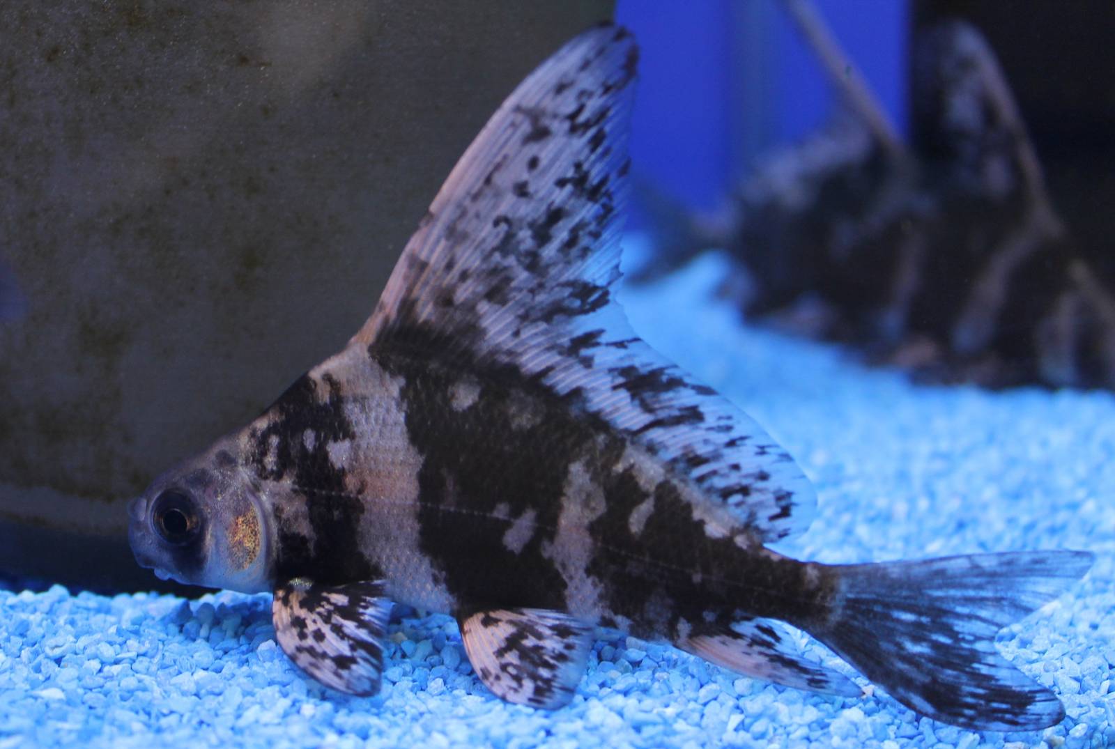 Chinese high-fin banded shark