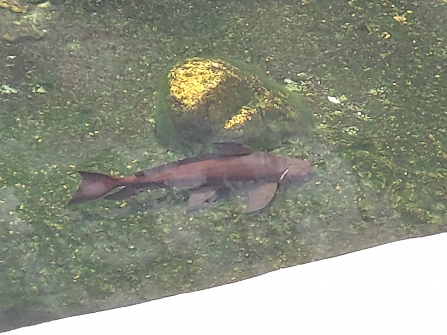 Chinese High Fin Banded Shark