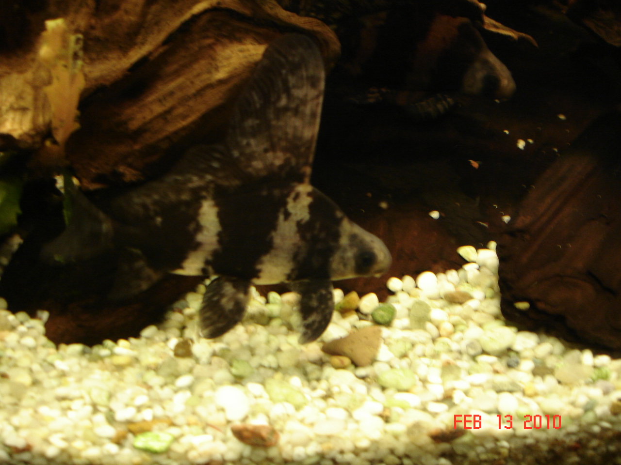 Chinese high fin banded shark