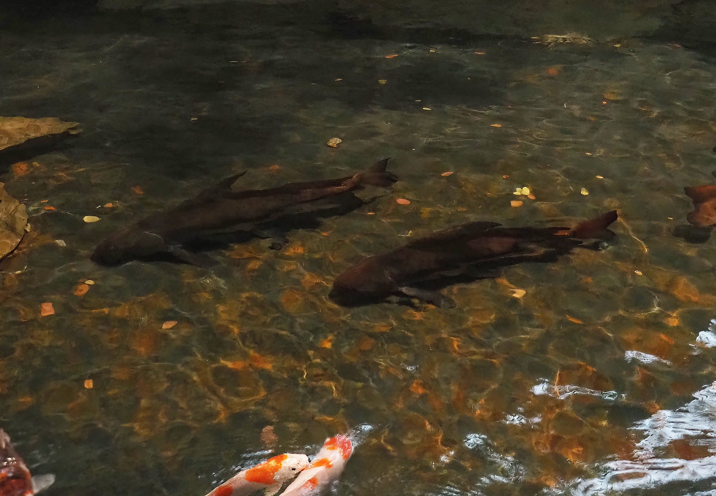 Chinese high-fin banded sharks (Myxocyprinus asiaticus), 2022-10-29