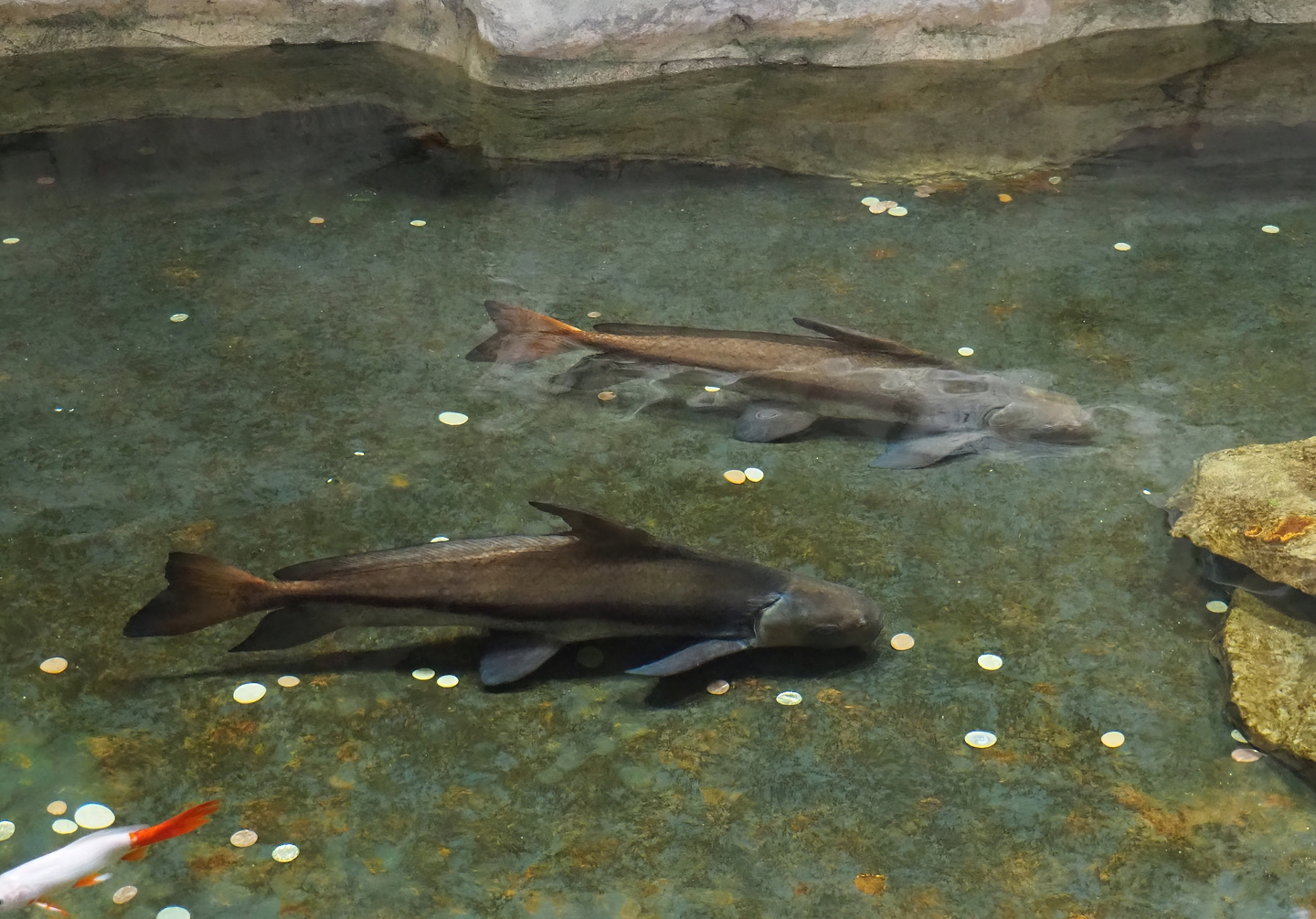 Chinese high-fin banded sharks (Myxocyprinus asiaticus), 2023-04-08