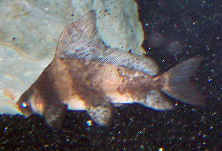 Chinese High-fin (Myxocyprinus asiaticus)
