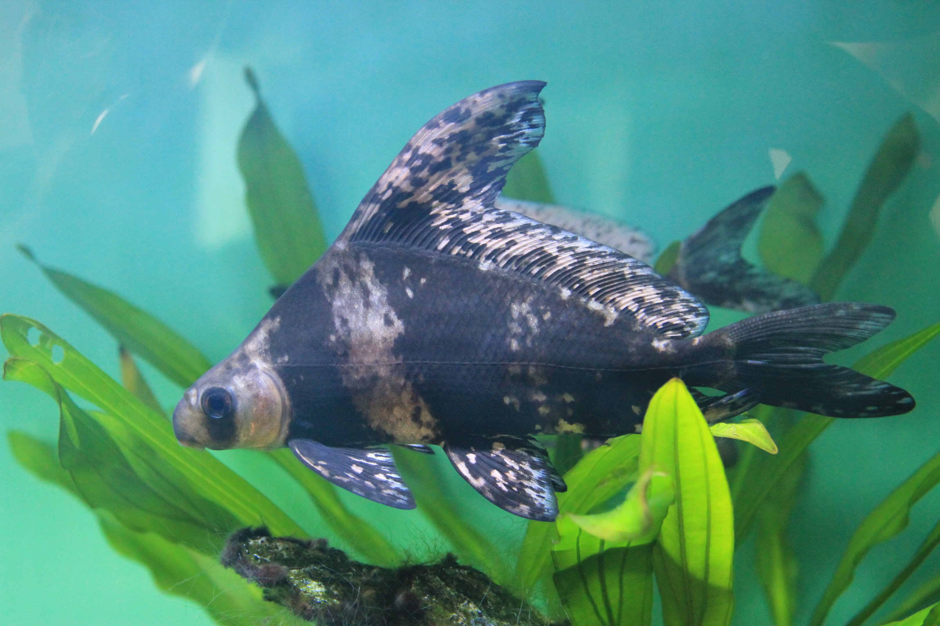 Chinese High-fin Shark (Myxocyprinus asiaticus)