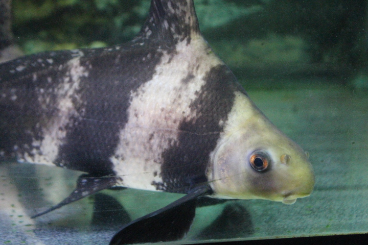 Chinese highfin sucker (Myxocyprinus asiaticus)