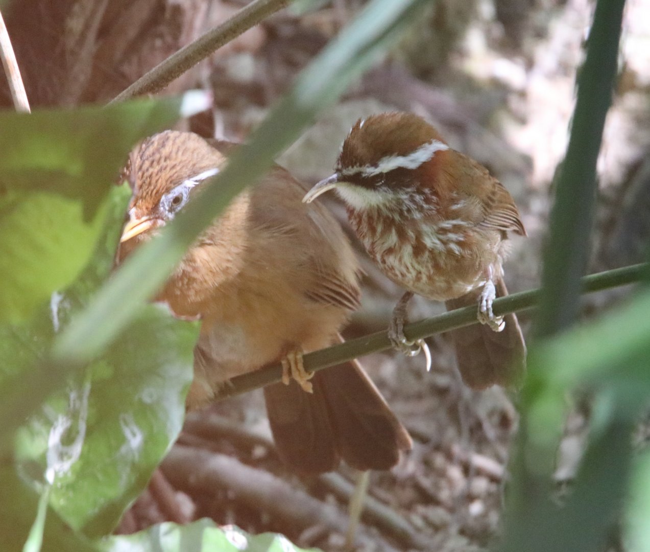 Chinese Hwamei and Chestnut-backed Scimitar Babbler