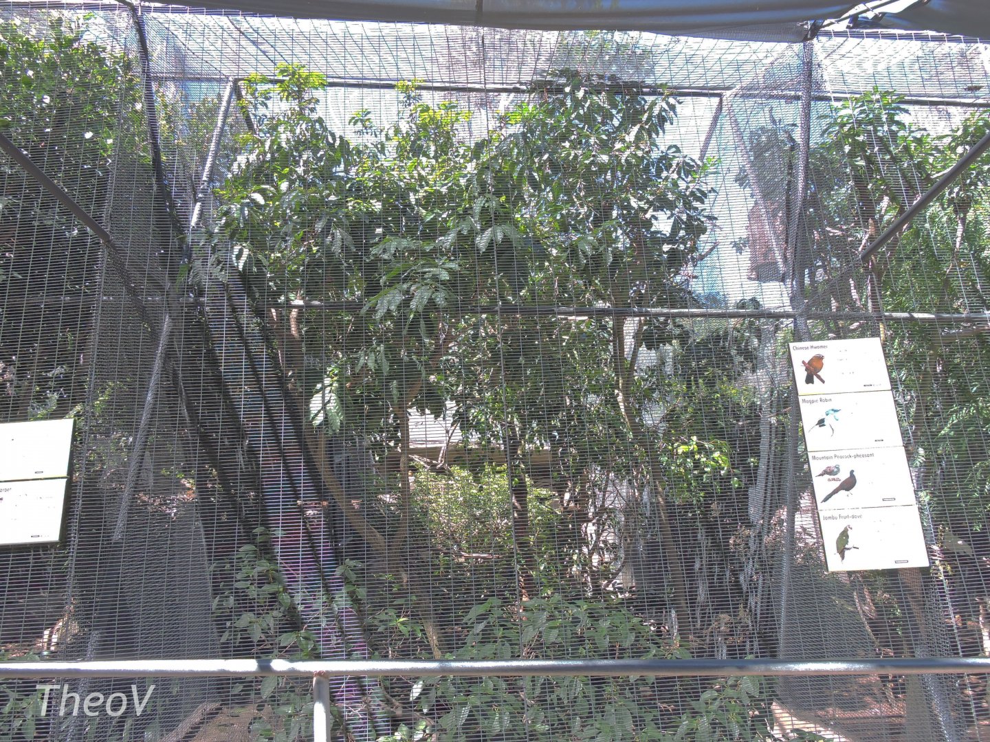 Chinese hwamei aviary [2015]