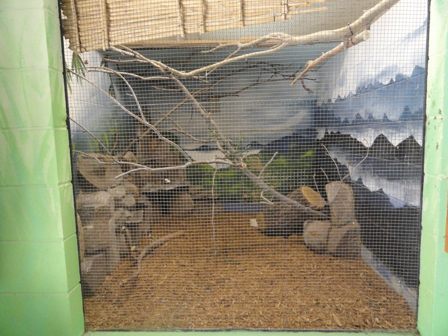 Chinese Hwamei Exhibit