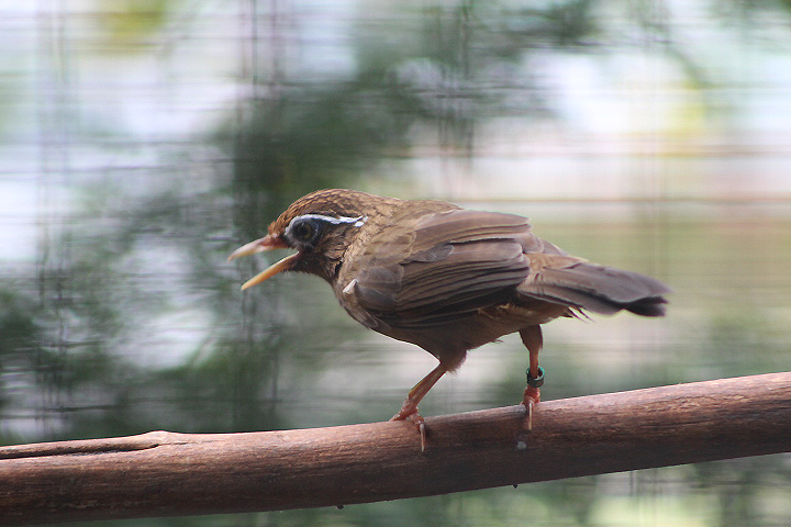 Chinese hwamei (Garrulax canorus canorus) - Aviary Park
