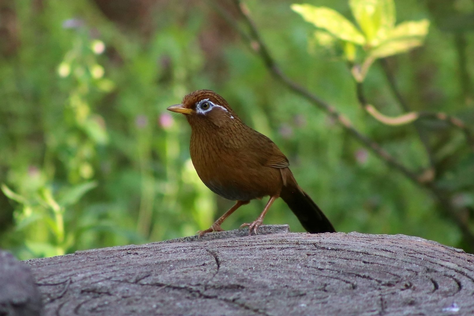 Chinese Hwamei (Garrulax canorus), Wild