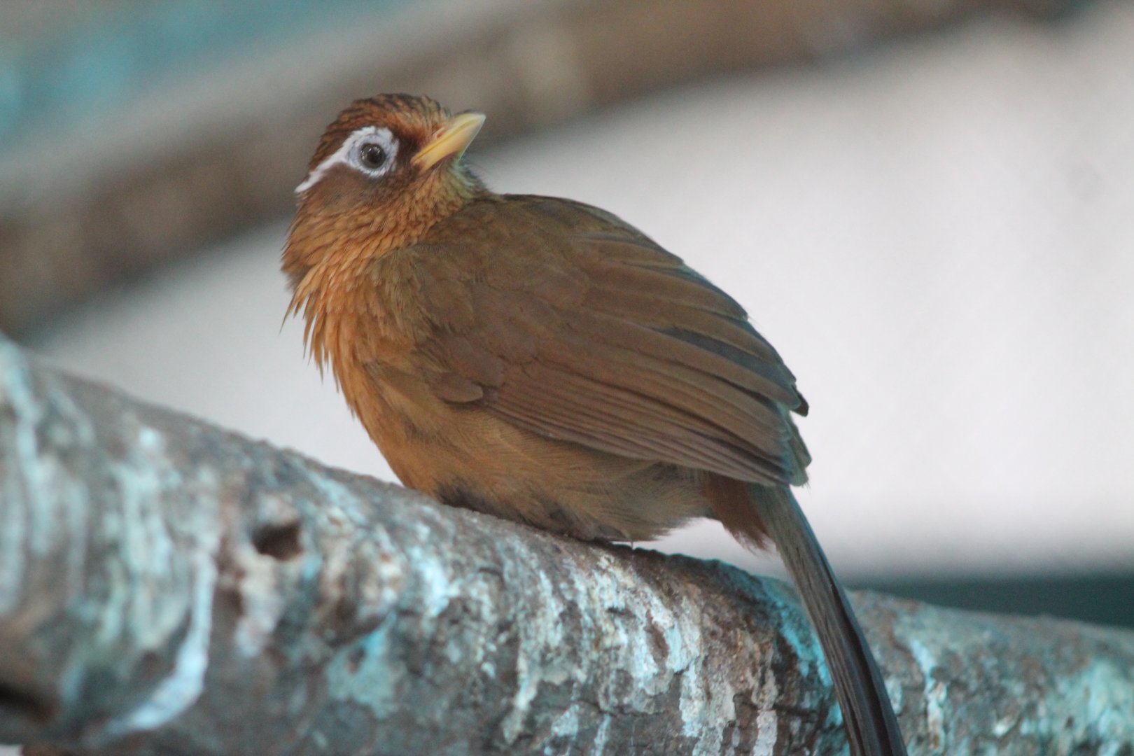 Chinese Hwamei (Garrulax canorus)
