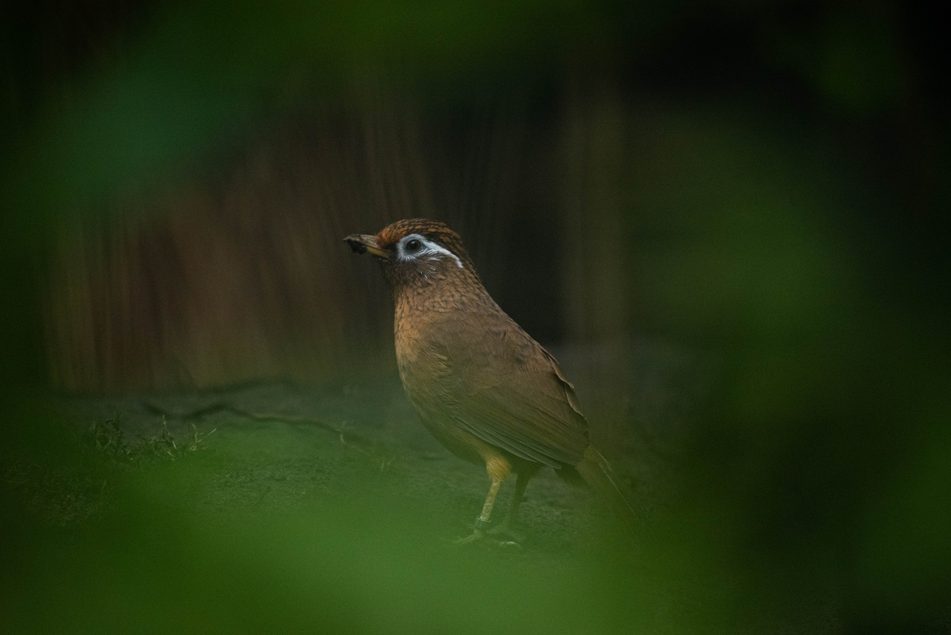 Chinese hwamei - Garrulax canorus