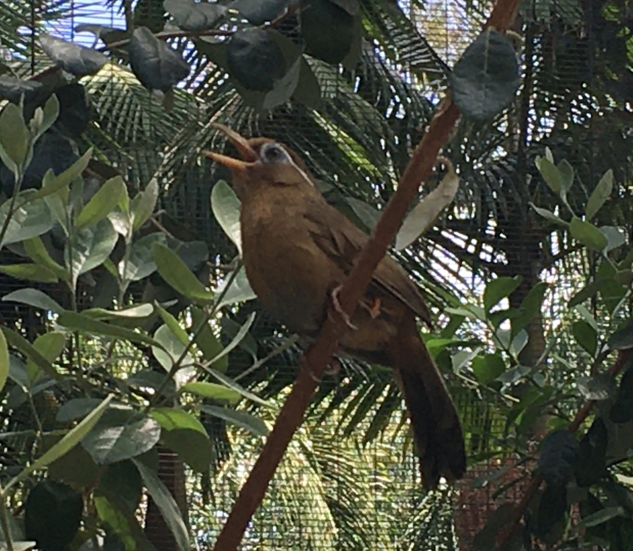 Chinese Hwamei (Garrulax canorus)