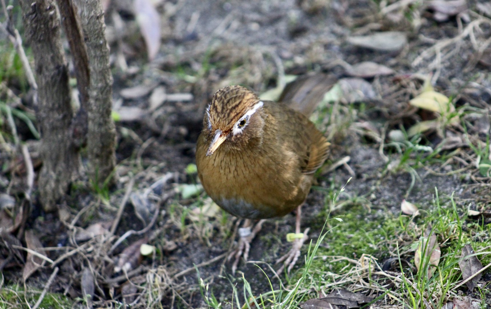 Chinese Hwamei (Garrulax canorus)