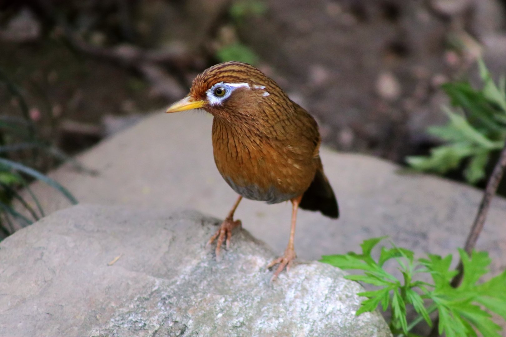 Chinese Hwamei (Garrulax canorus)