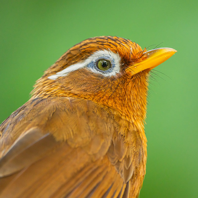 Chinese Hwamei (Garrulax Canorus)