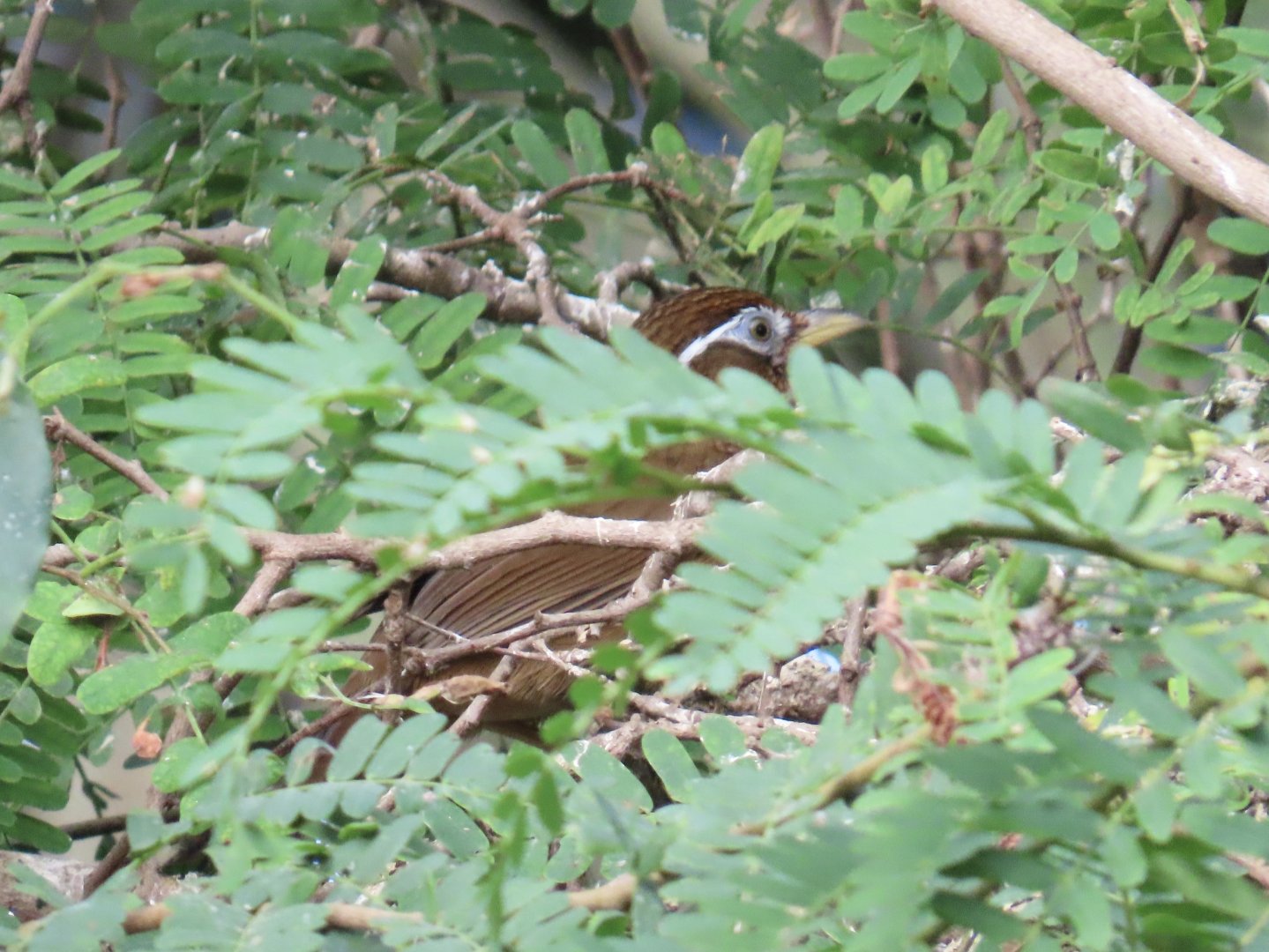 Chinese Hwamei (Garrulax canorus)