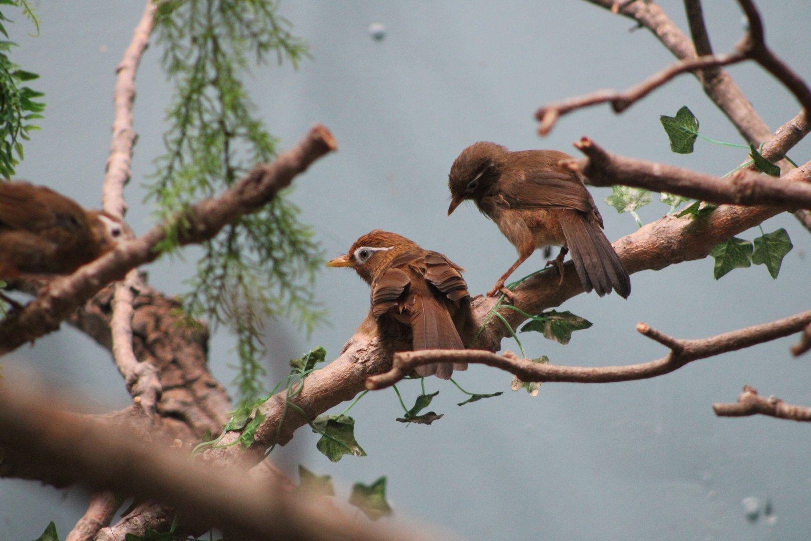Chinese Hwamei (Garrulax canorus)