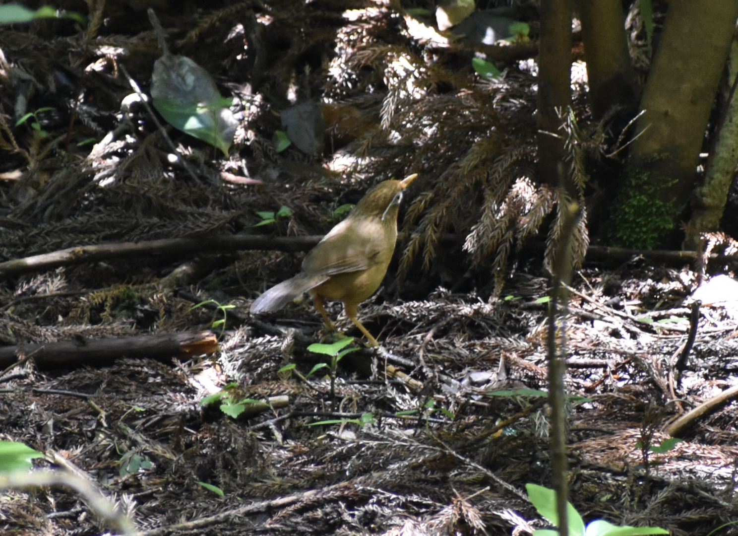 Chinese Hwamei ~ Hachijo Castle Ruins