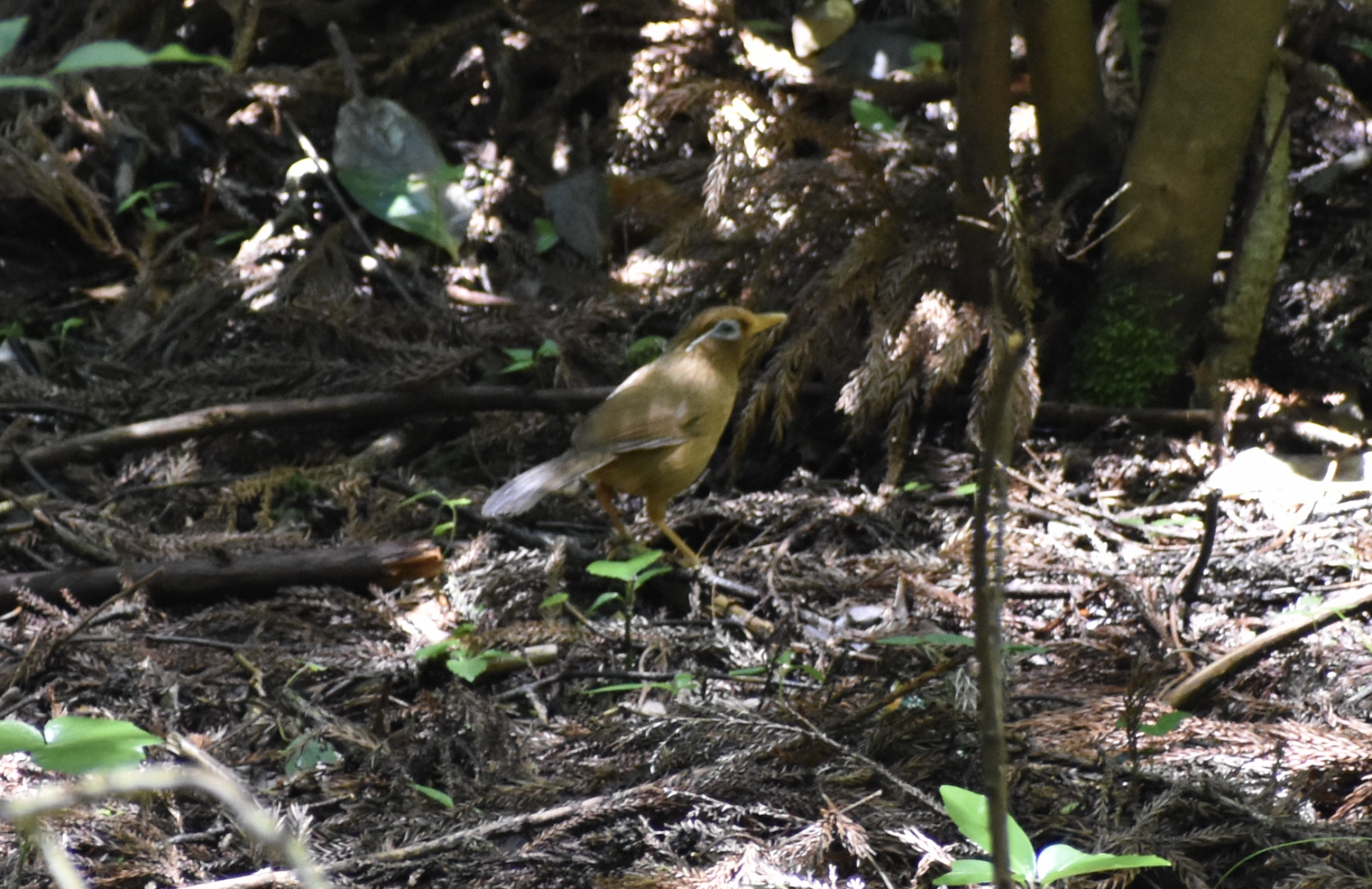 Chinese Hwamei ~ Hachijo Castle Ruins