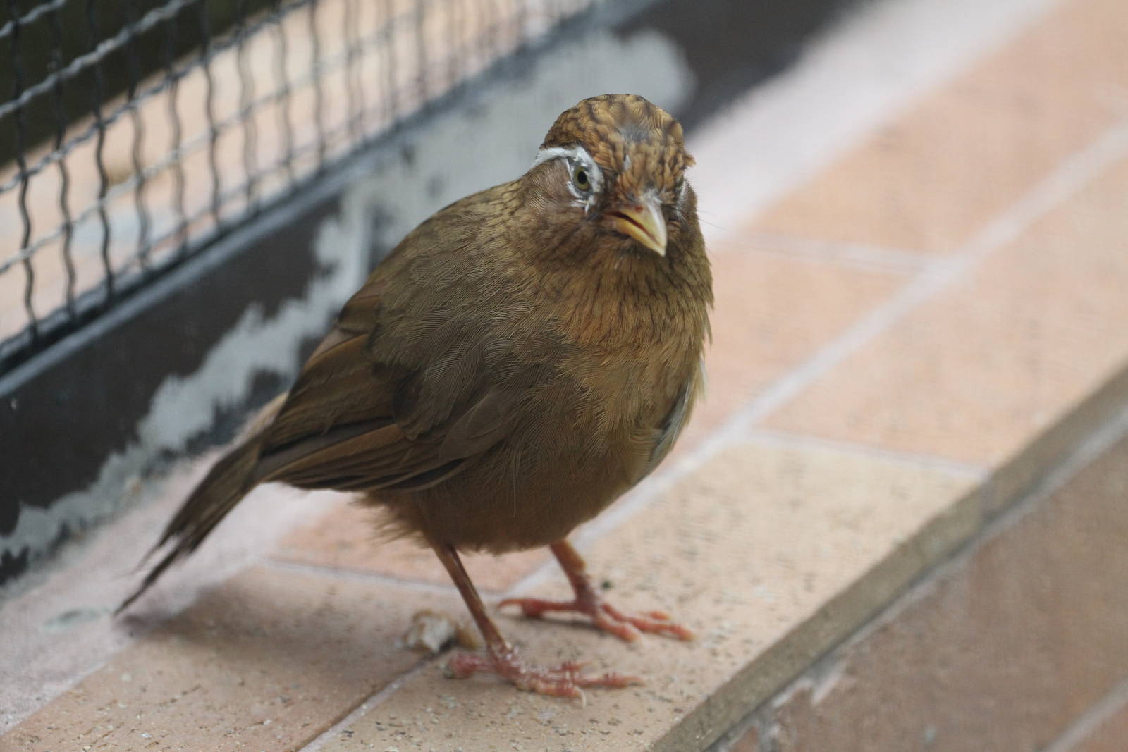 Chinese Hwamei or Melodious Laughingthrush (Garrulax canorus)