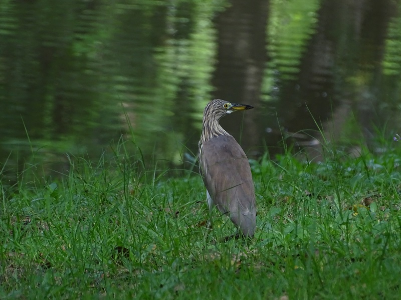 Chinese/Javan pond-heron (Ardeola sp)