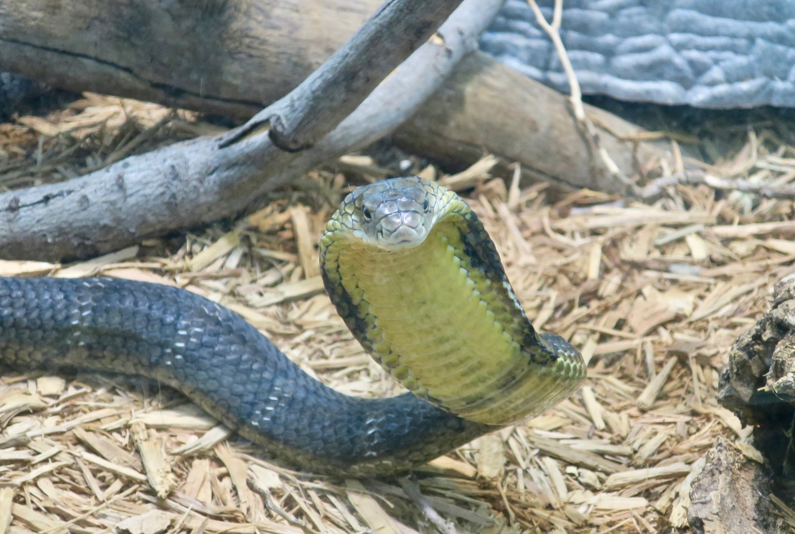 Chinese King Cobra (Ophiophagus hannah)