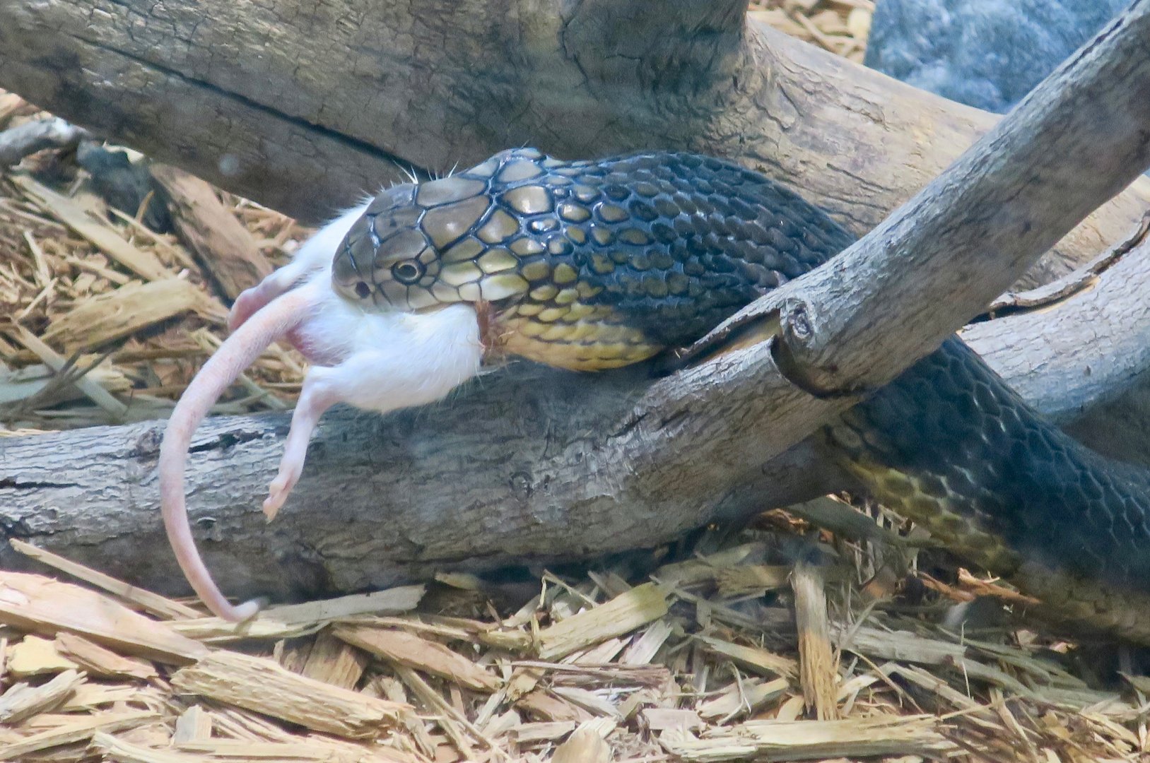 Chinese King Cobra (Ophiophagus hannah)