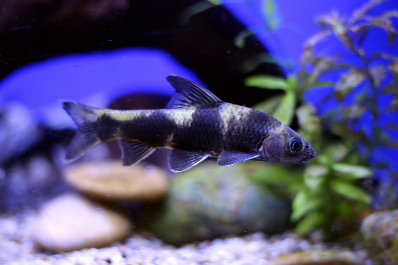 Chinese Lake Gudgeon (Sarcocheilichthys sinensis)