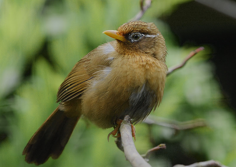 Chinese laughing thrush 2005