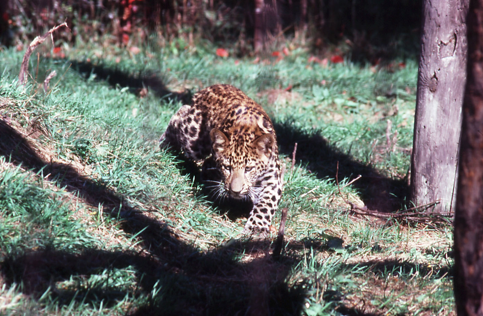 Chinese Leopard - 1987